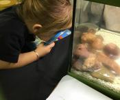 A girl examining a fish tank with rocks in it using a magnify glass 